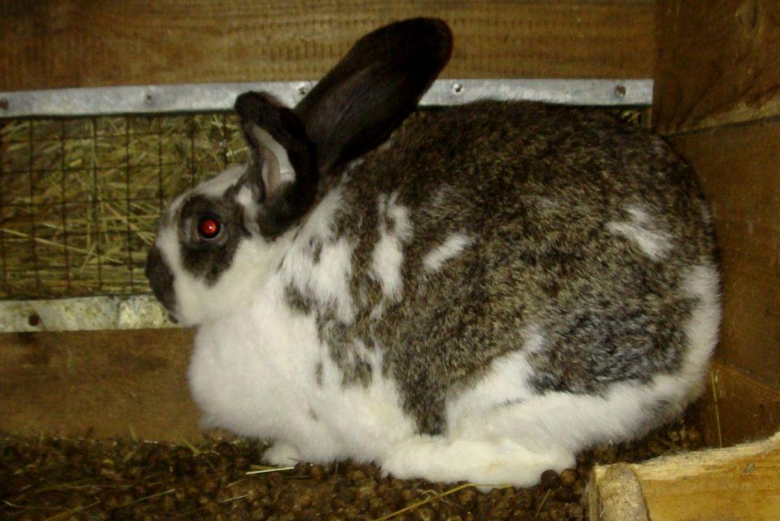 Сколько длится беременность у кролика: как определить, что крольчиха  беременна