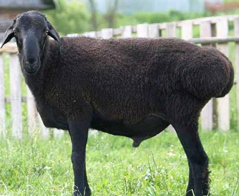 Об Эдильбаевской породе овец: характеристика, разведение баранов эдельбай