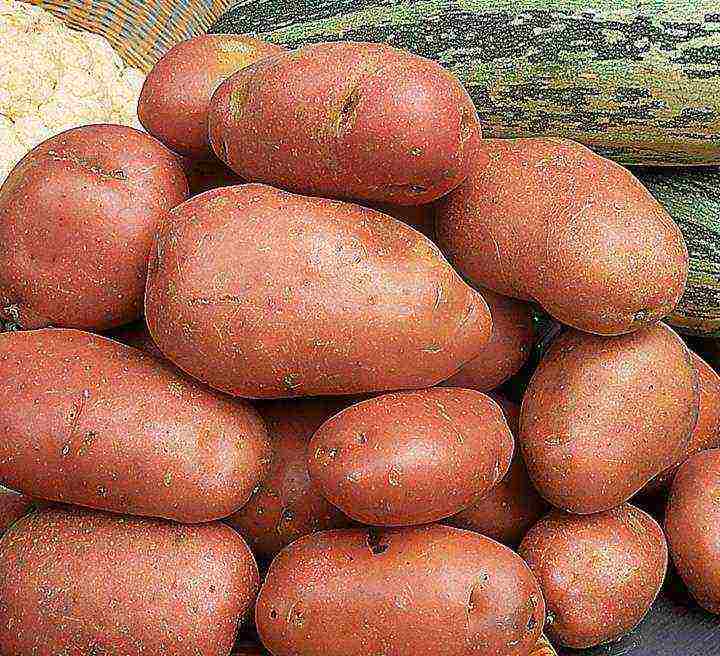 Какие сорта картофеля лучше: красные или белые - 7ogorod.ru