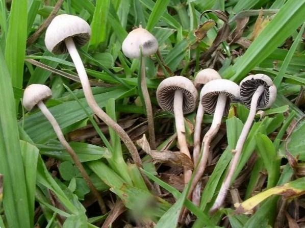 Как избавится от грибов на газоне? Советы специалистов и действенные способы