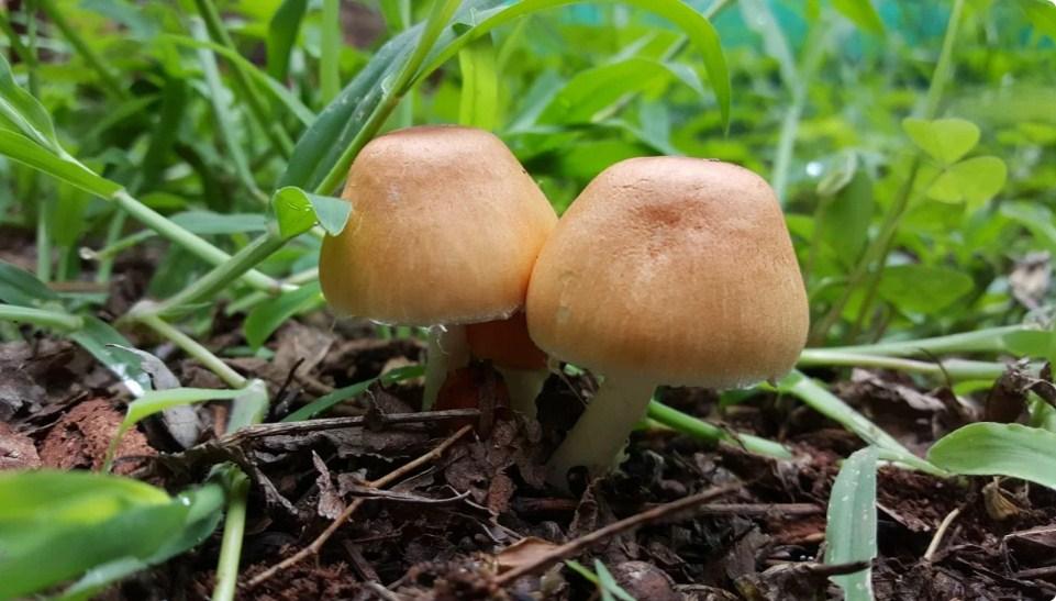 Как избавится от грибов на газоне? Советы специалистов и действенные способы
