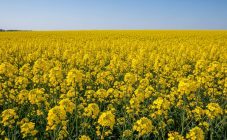 Озимый и яровой рапс для пасеки: медопродуктивность и характеристики.