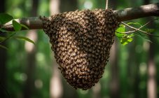 Роение пчелиных семей - естественный процесс размножения: признаки, сроки, способы управления. Ловушки для диких роев: конструкция, приманки, размещение. Что делать с пойманным роем.
