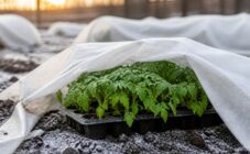 Как спасти рассаду от майских заморозков: советы и инструкция