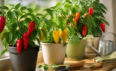 Как вырастить перцы на подоконнике: советы и инструкция
