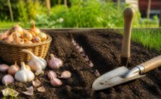 Когда сажать лук и чеснок весной: советы и инструкция