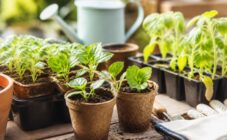 Как не допустить гибели рассады весной: советы и инструкция