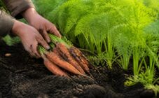 Как ускорить рост моркови на грядке: советы и инструкция