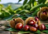 Каштан: описание, где растет и как вырастить