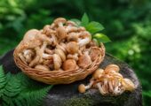 Опята: как выглядят и где искать без ошибки